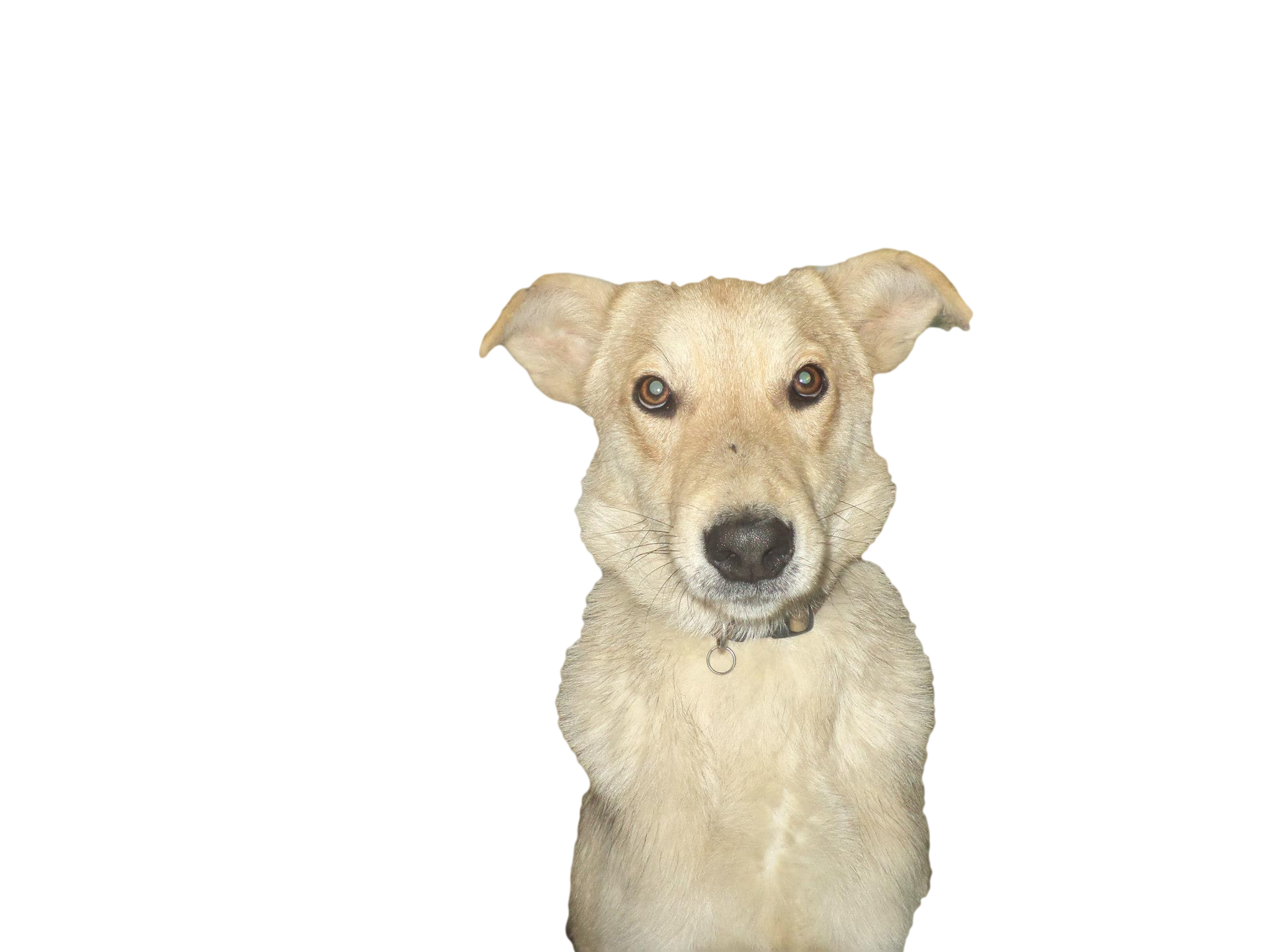 Image Transparente chien abandonnée