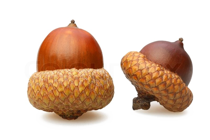 acorn PNG تحميل صورة
