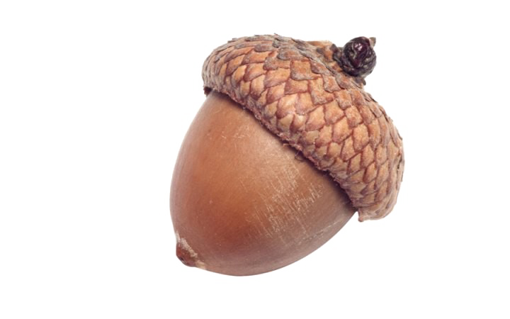 Acorn PNG Image Background