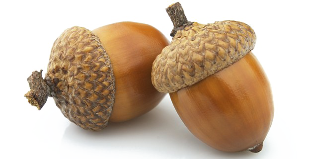 Gambar Transparan acorn