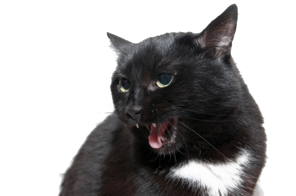 Angry Cat PNG Herunterladen Bild Herunterladen