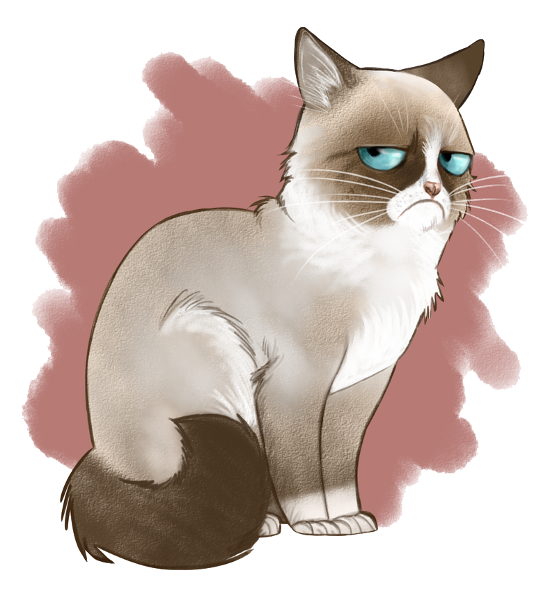 Angry Cat PNG Image Background
