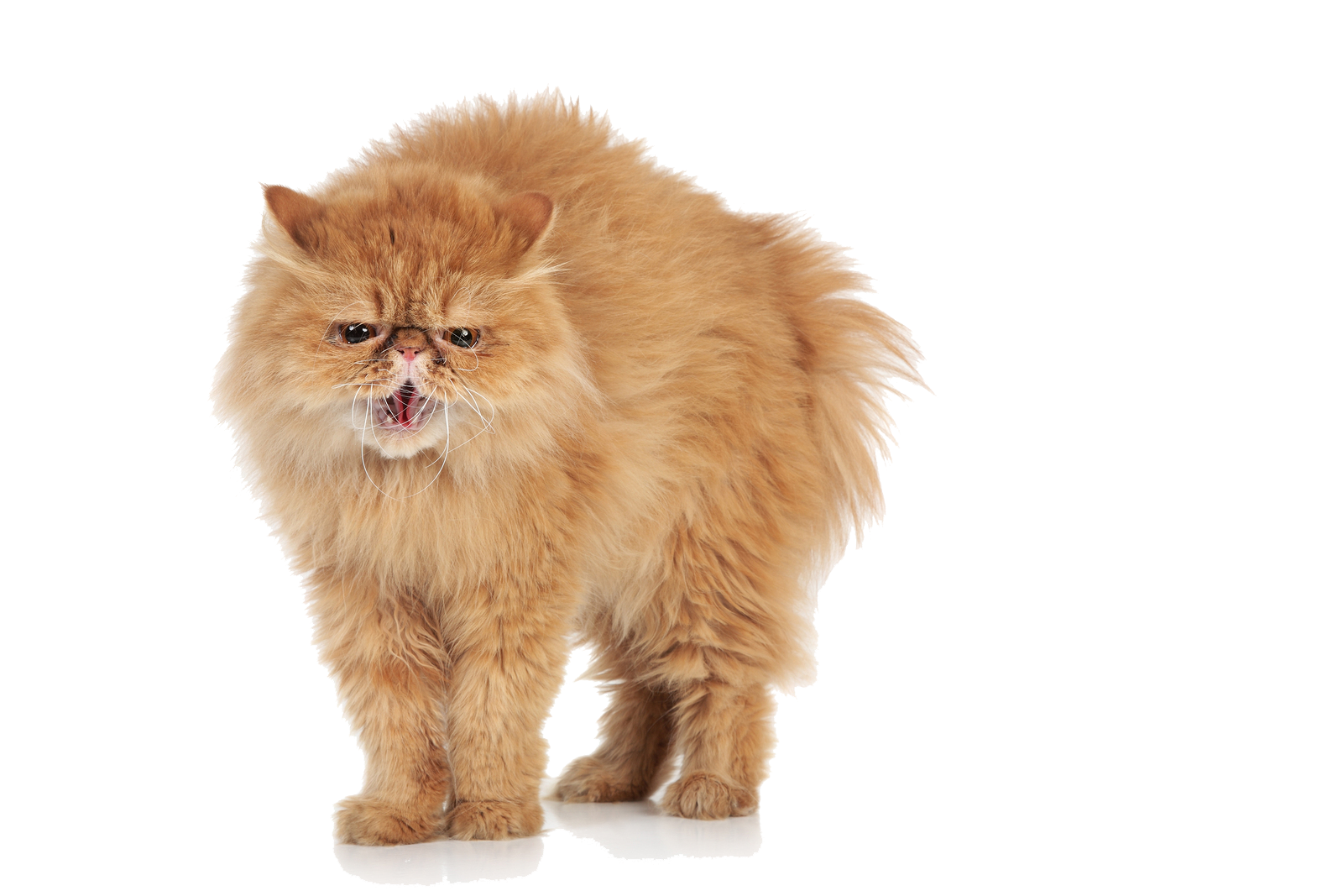 Wütende Katze transparente Bilder