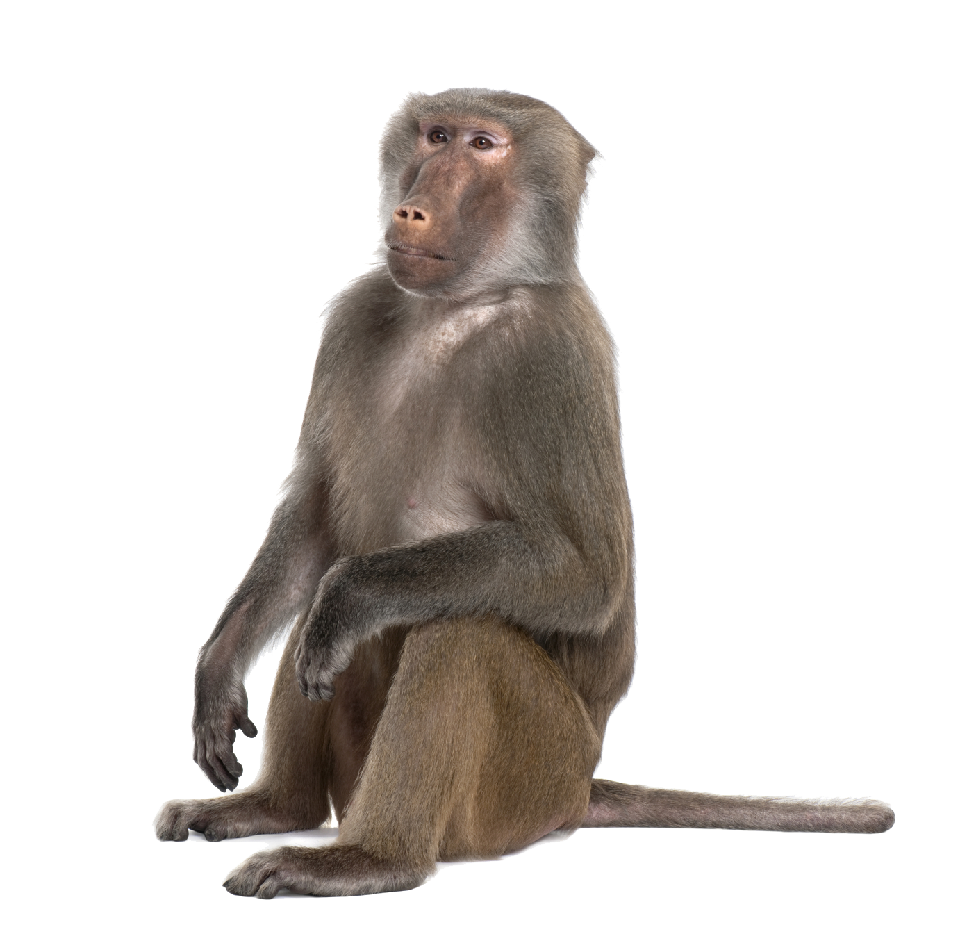 Baboon PNG High-Quality Image