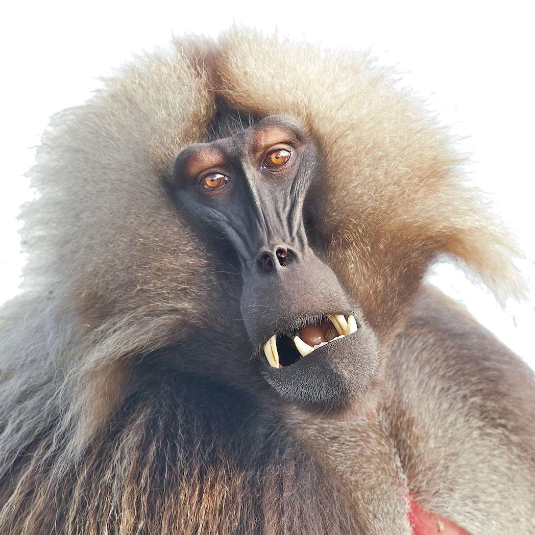 Imagem de babuíno PNG