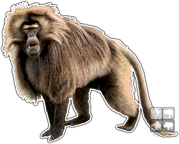 Baboon PNG Photo