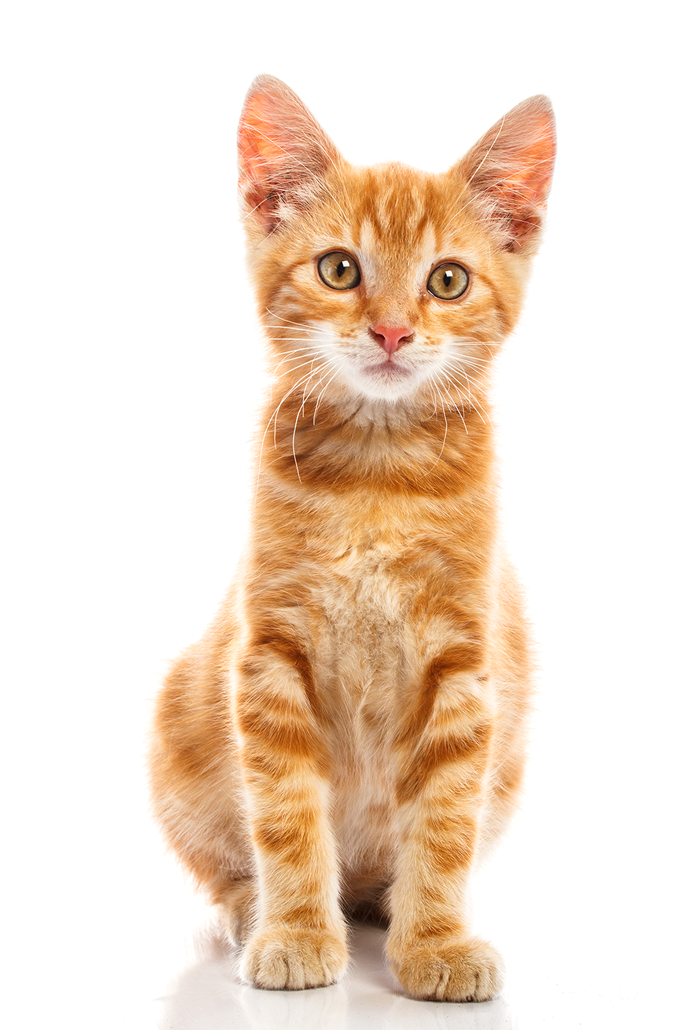 Baby Cat PNG Free Download