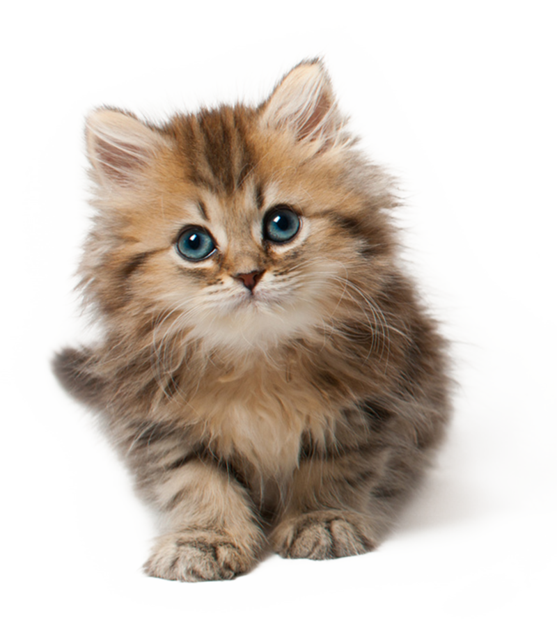 Baby cat PNG изображение фон