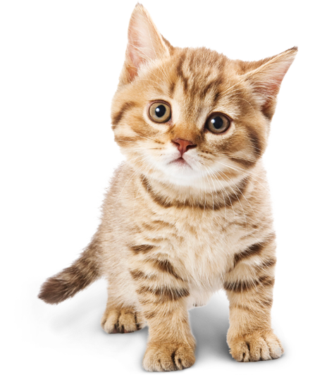 Baby Cat PNG Photo