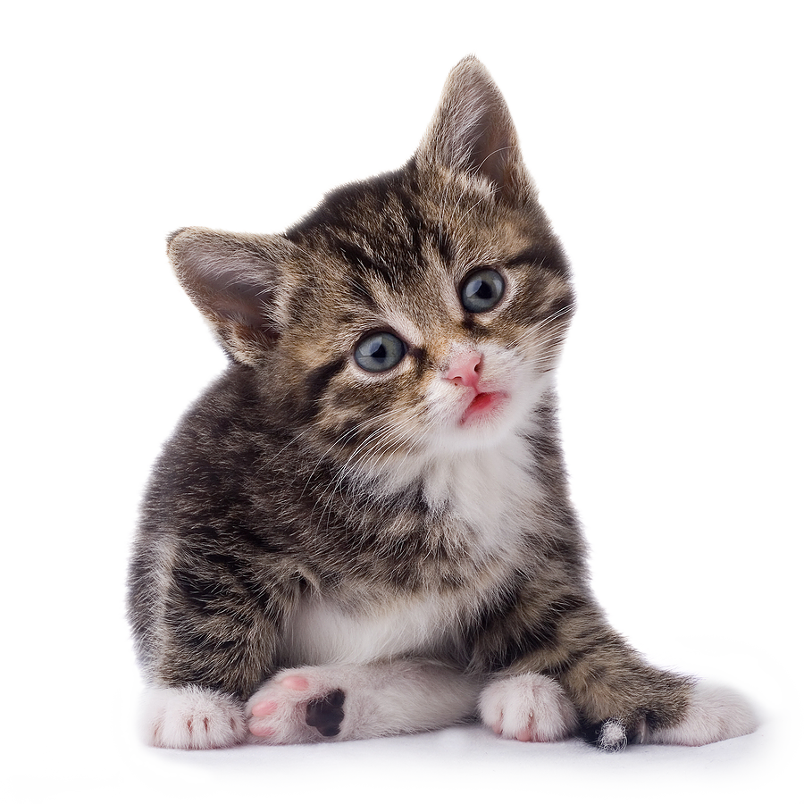 Baby chat Transparent fond PNG
