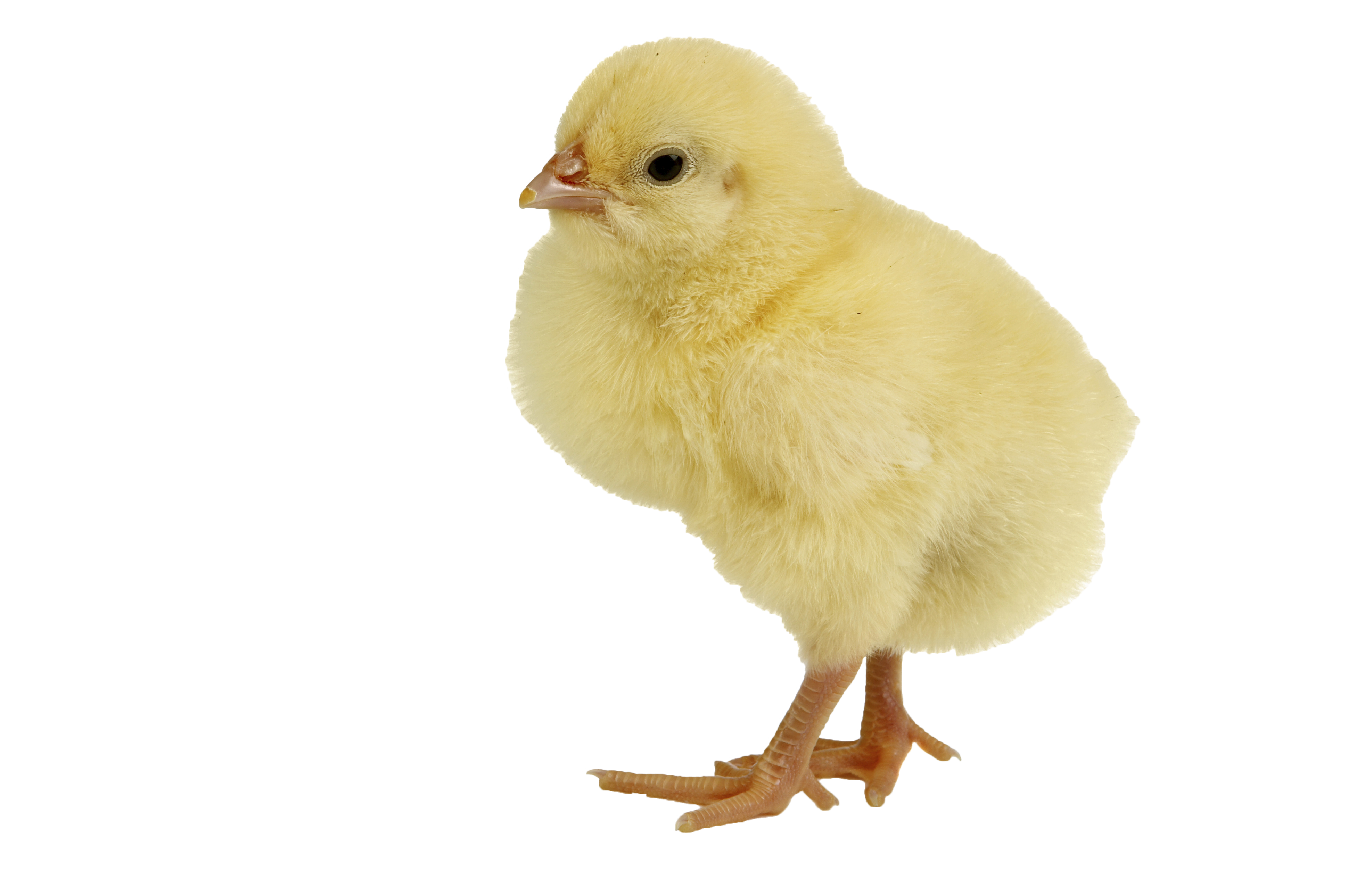 Детская курица Скачать прозрачный PNG Image