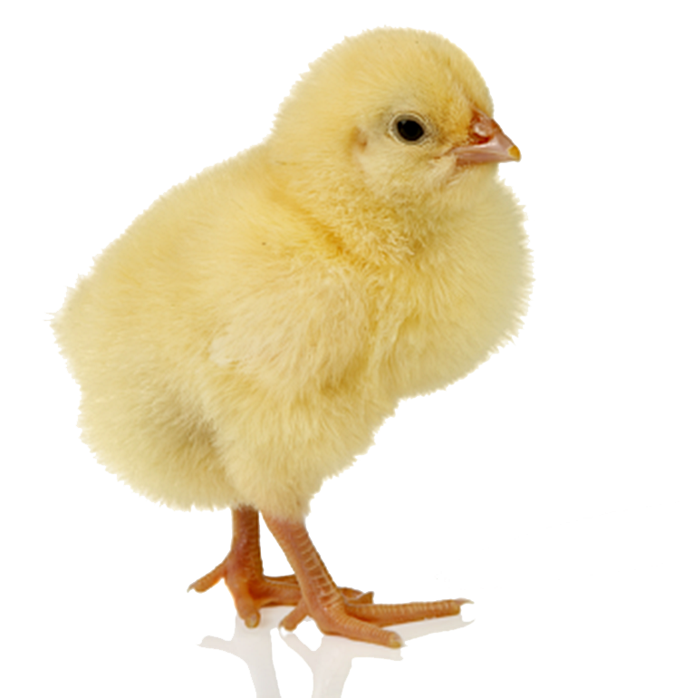 Baby Hühnerfreies PNG-Bild