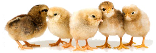 Baby Chicken PNG Download Image