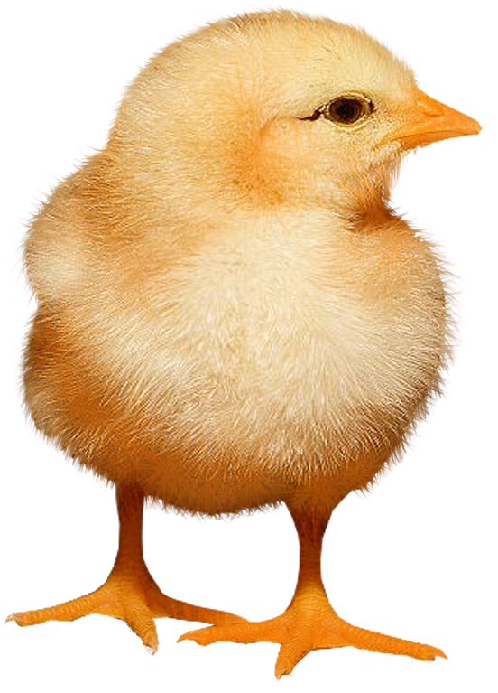 Fondo de imagen PNG de pollo bebé