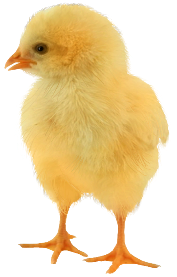 Imagen PNG de pollo bebé