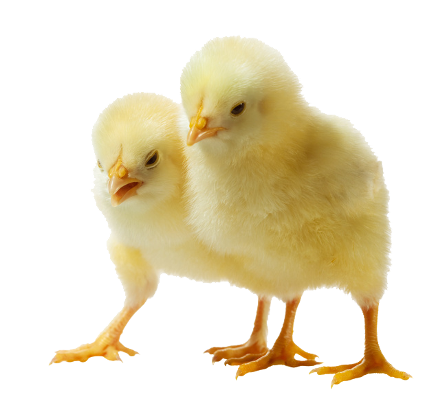 Baby Chicken PNG Photo