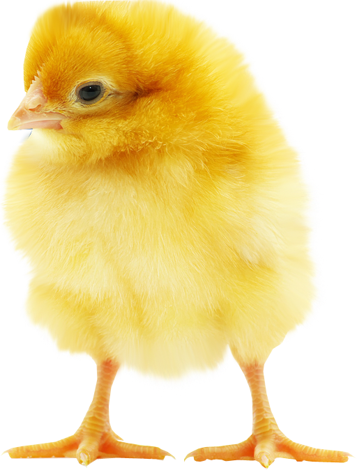 Baby Chicken Transparent Background PNG