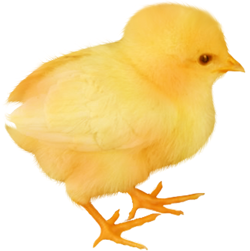 Baby-Huhn-transparentes Bild