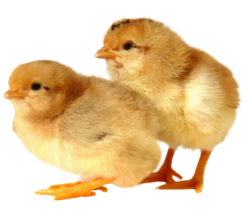 Gambar Bayi Ayam Transparan