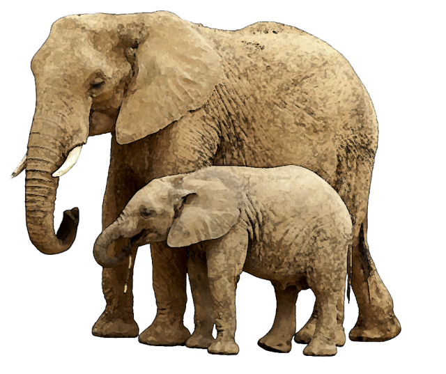 Imagem do PNG do elefante do bebê com fundo transparente