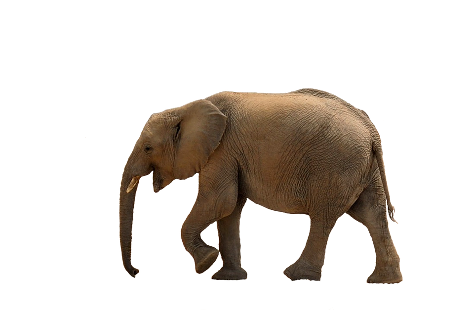 طفل الفيل PNG الصورة