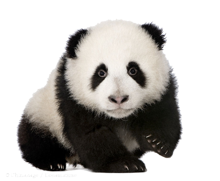 Baby Panda PNG Скачать изображение
