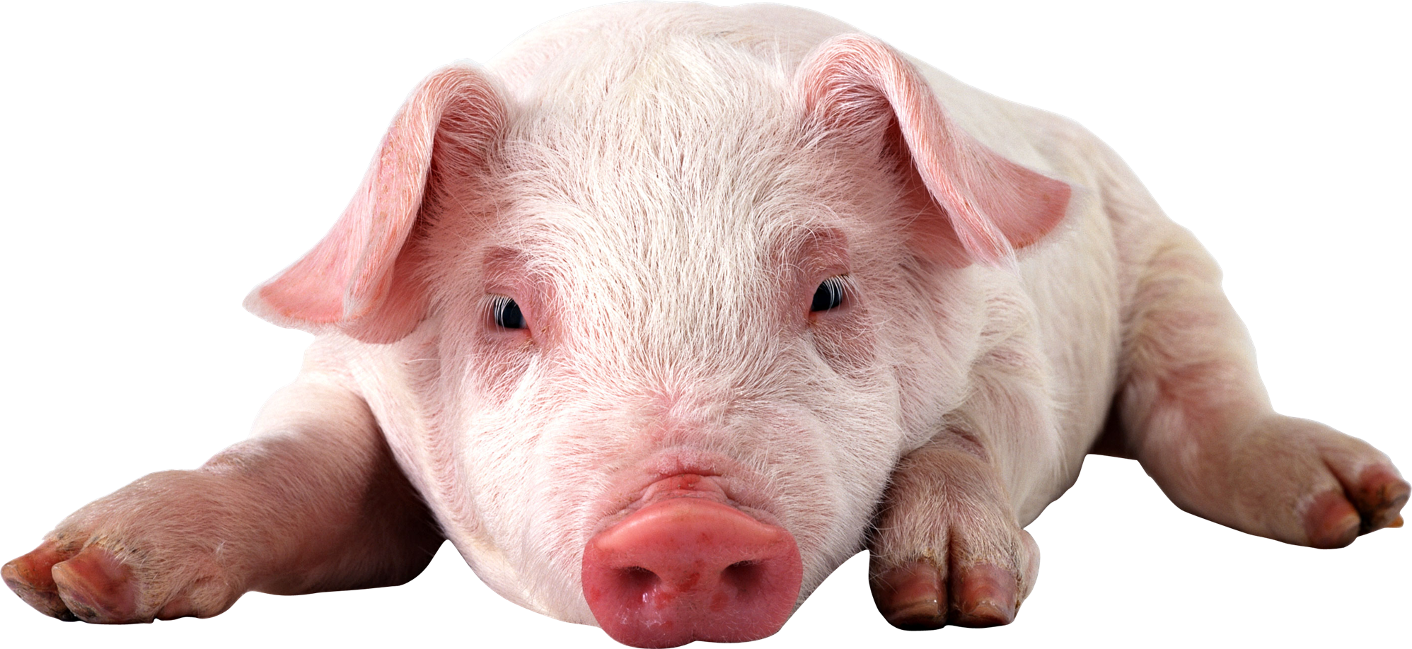 Baby Pig PNG Photo