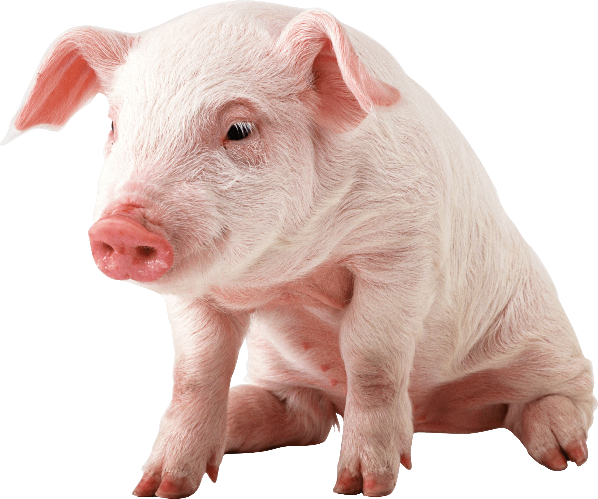 Baby Pig PNG Transparent Image