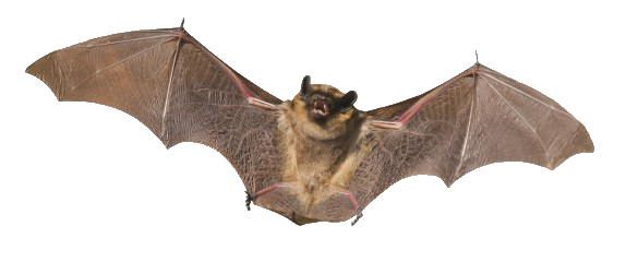Bat PNG Image