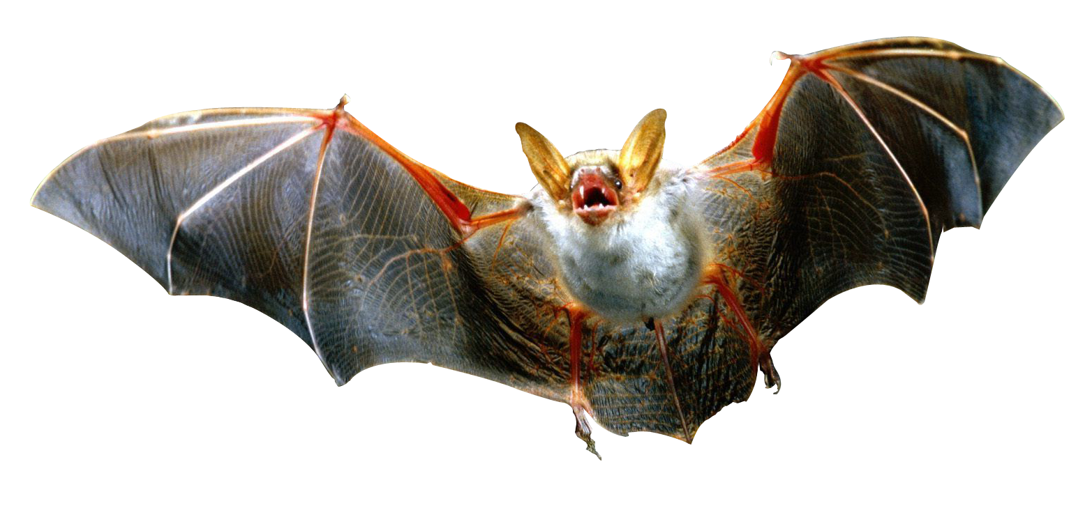 Bat PNG Foto
