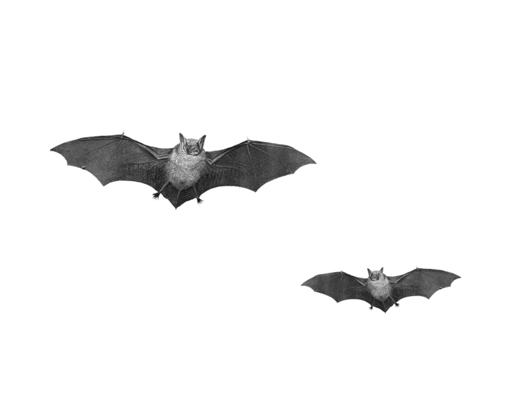Bat Transparent Background PNG