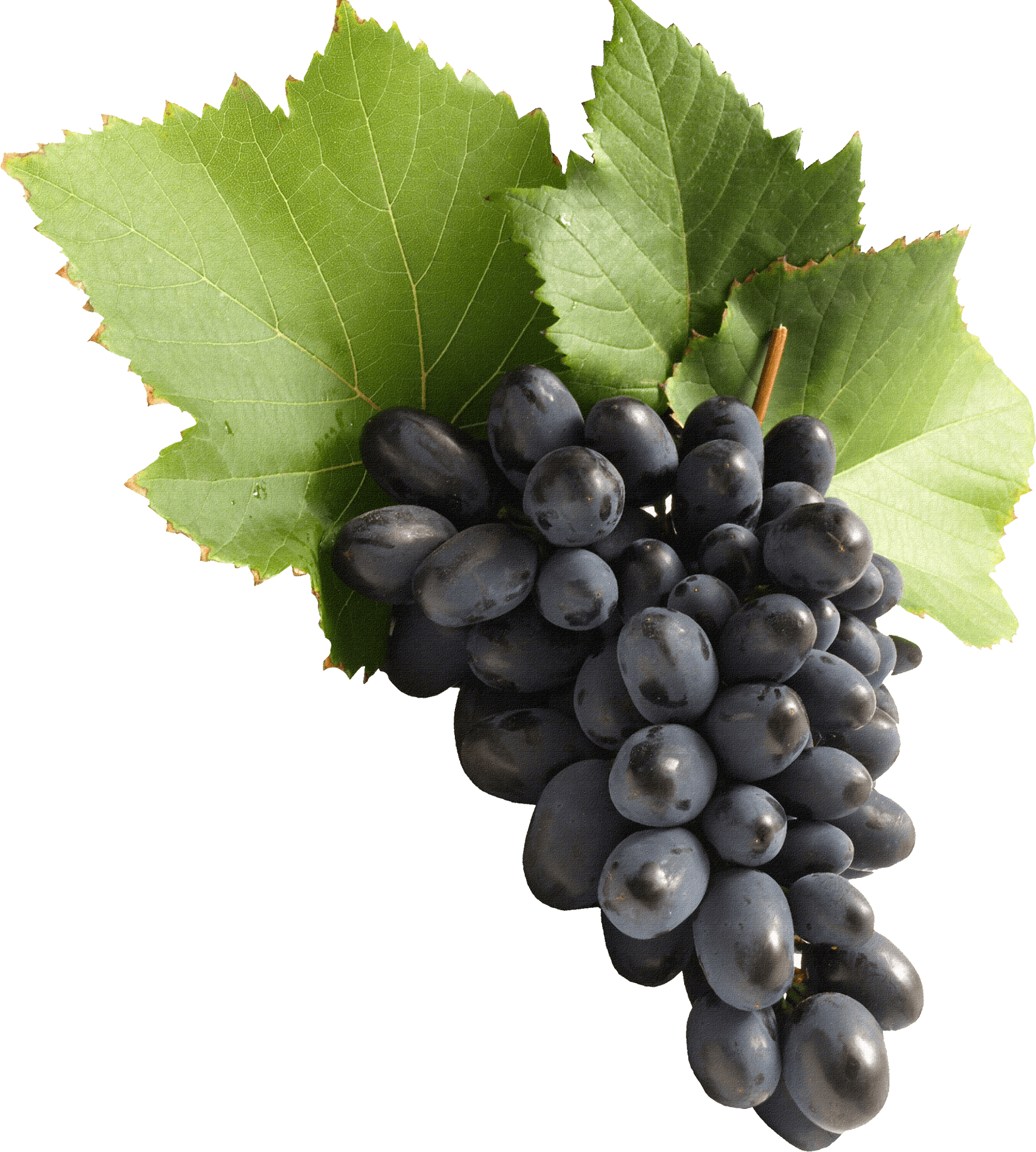 Черный виноград PNG изображения фон