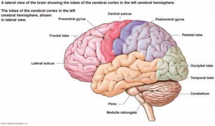 Direct Download Brain PNG Free Download | PNG Arts