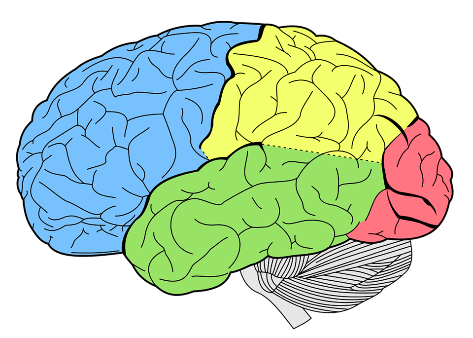 Brain PNG High-Quality Image