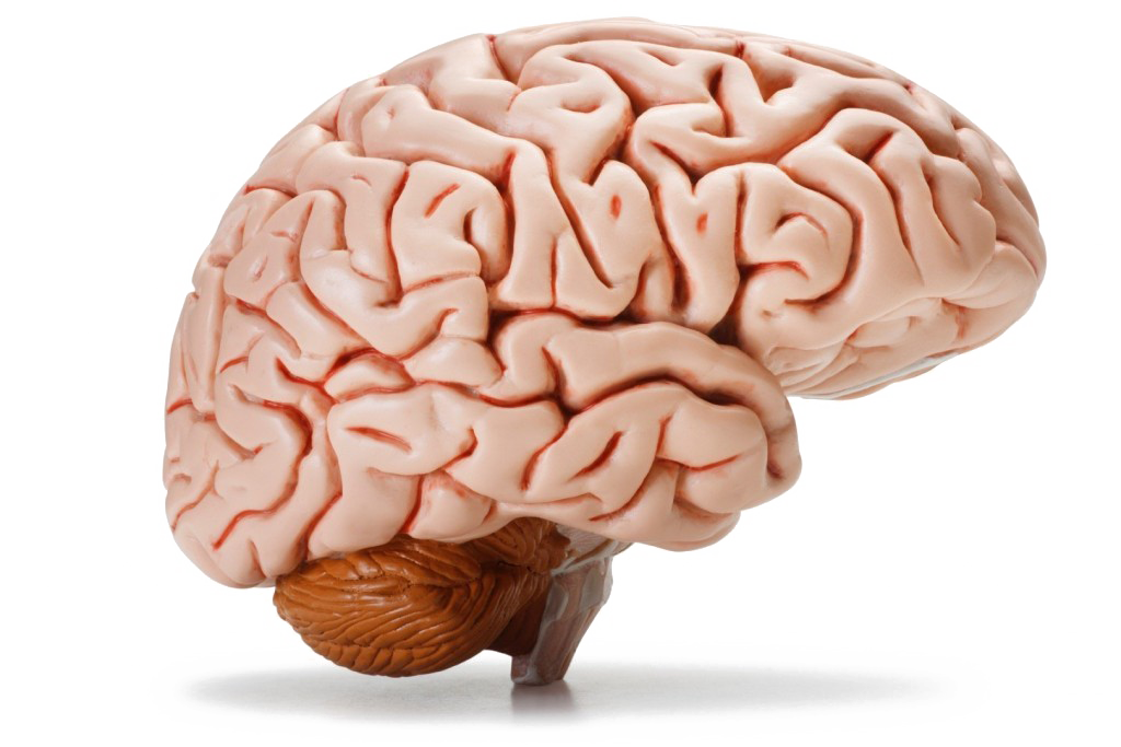 Brain PNG Image Background