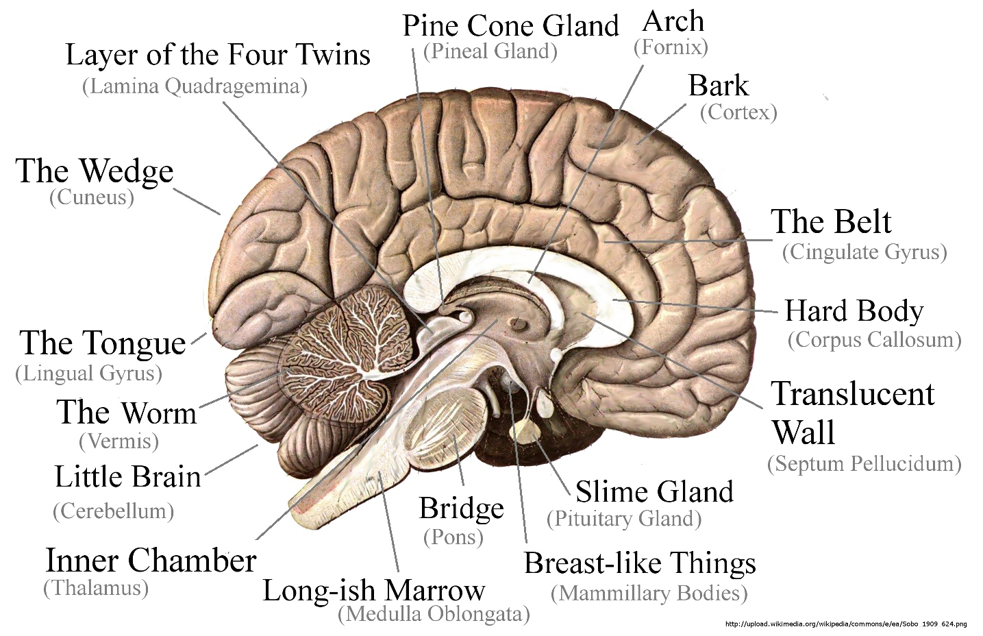 Image PNG cérébrale