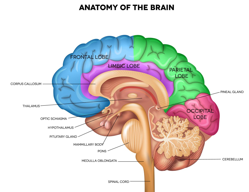Pic PNG del cerebro