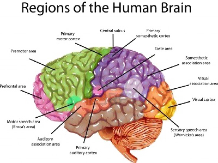 Image Transparente PNG cérébrale