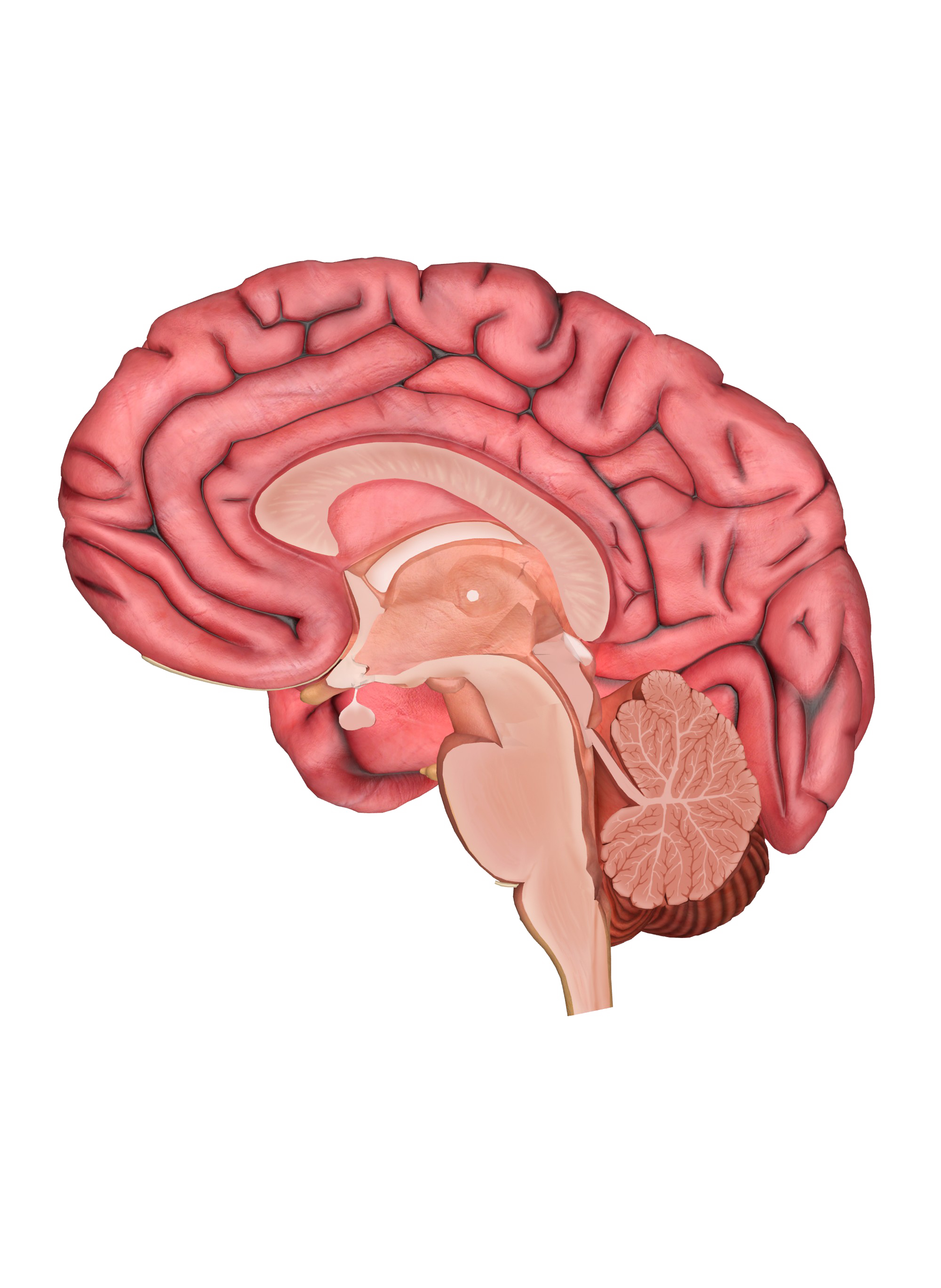 Brain Transparent Image