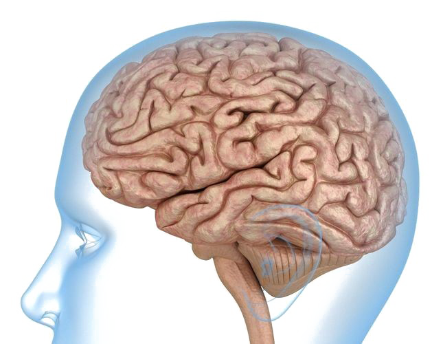 Brain Transparent Images