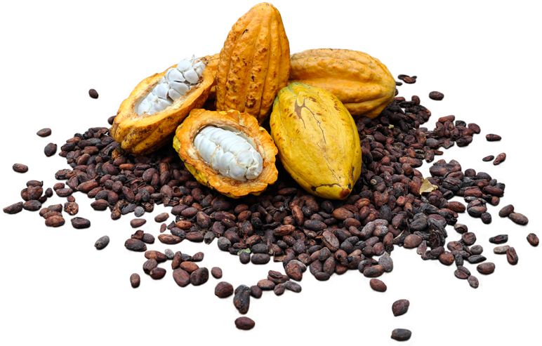 Cacaos Descargar imagen PNG Transparente