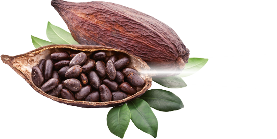 Fondo dellimmagine del PNG cacaos