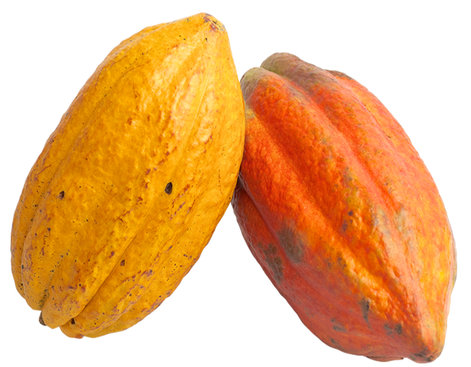 CACAOS PNG Photo