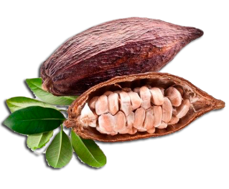 Immagine Trasparente per cacaos PNG