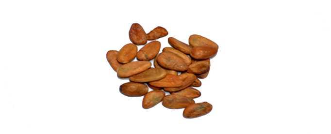 Cacaos Transparent Image