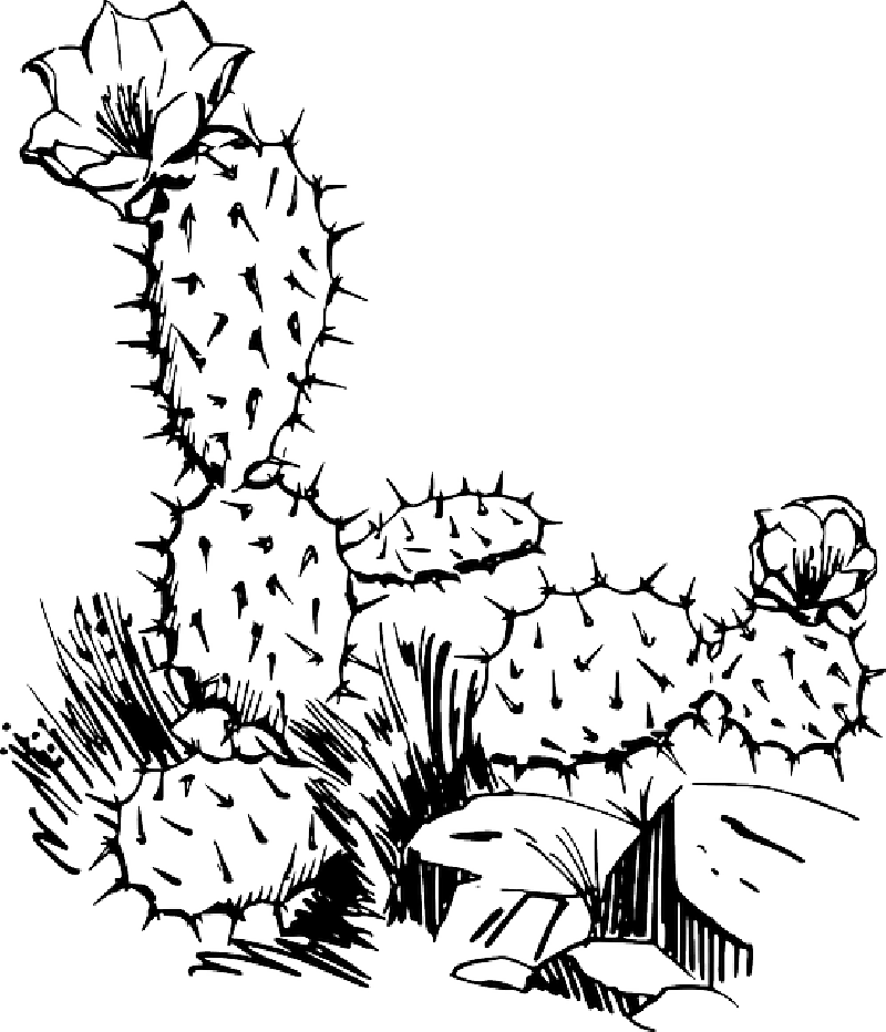 Fondo de imagen de cactus PNG