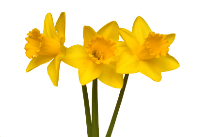 Bunga daffodil Gratis Gambar PNG