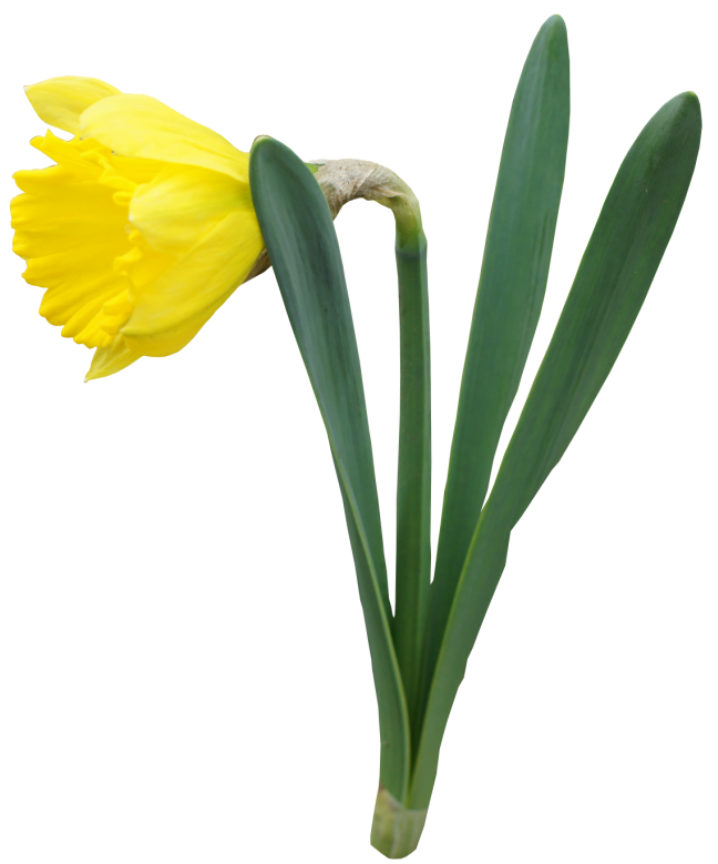 Bunga daffodil PNG unduh Gambar