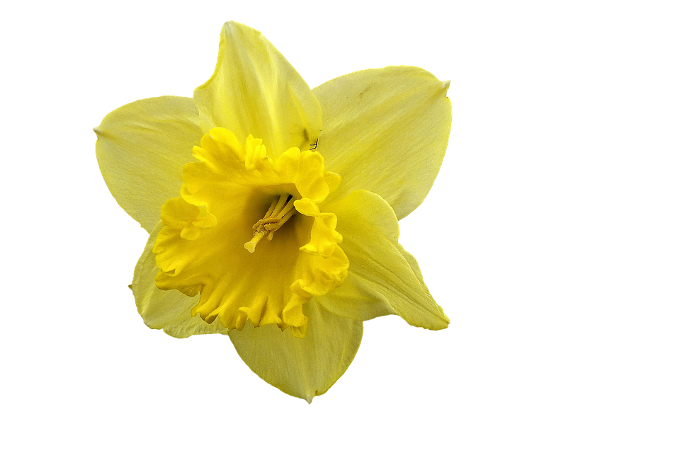 Daffodil Flower PNG Free Download