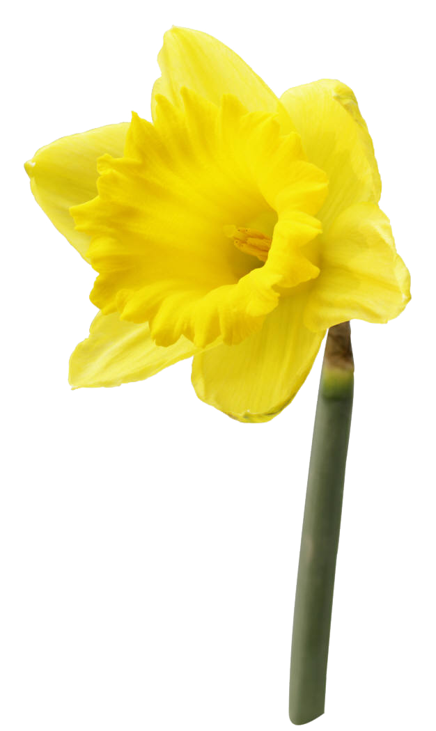 Daffodil Flower PNG High-Quality Image